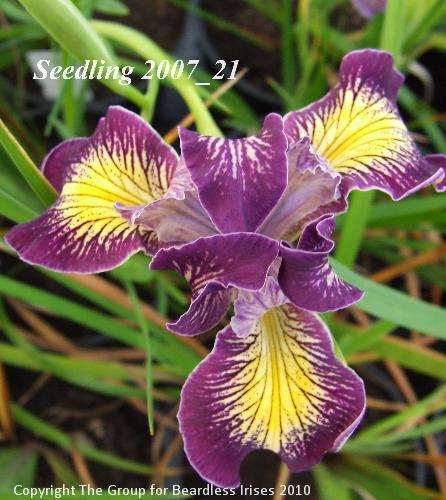 pci seedling 2007_21